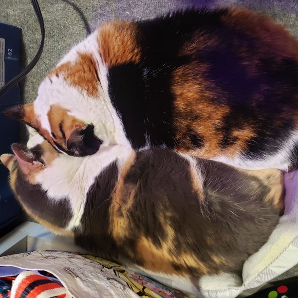 Meet your Posher, Tish - Picture 7 of 15